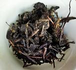 黑茶中的茶梗决定了黑茶的质量！