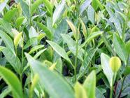 发展种植“龙井43”绿茶产区于桂东县