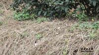 安吉白茶种植：茶园土壤板结的原因、原理及补救