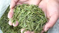 早春绿茶的选购与安吉白茶保存方法您知道吗