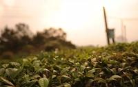六堡茶的树种有什么特点？好在哪里？
