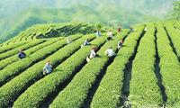我国茶产业海外市场拓展加速，发展与机遇并存