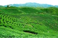 安溪铁观音，2018茶产业四大发展趋势