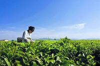 云南什么茶叶最出名？云南茶产业现状