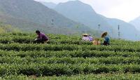 安溪铁观音、本山等六大茶树成为我国首批登记茶种
