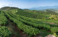 我国茶叶行业产销情况及发展前景分析