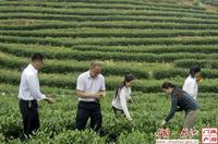炎陵打造“万阳红”红茶品牌
