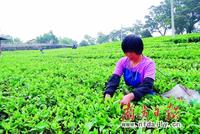 英红：红茶之乡稻耕之源