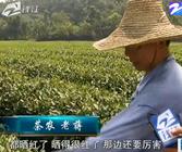 连续高温晴热杭州西湖龙井茶受伤了吗？