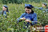 “中国有机茶第一县”婺源开摘有机绿茶