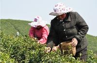 2013年信阳毛尖开采提出赶超安溪打造全国茶都