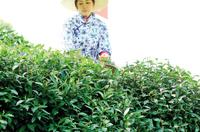 西湖龙井茶的“当家品种”昨天开始大面积开采(图)