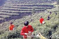 萧山打造湘湖龙井品牌推进茶产业