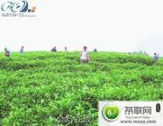 贵州岑巩无污染绿茶远销10多个国家
