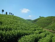 安吉、长兴、德清成为浙北白茶重点优势区域