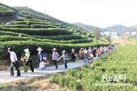 河北省茶文化代表团赴福建太姥山考察白茶生产