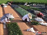 福鼎点头着力打造闽东白茶产业第一大镇
