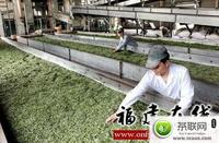 福建：福鼎白茶生产红红火火