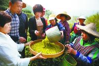 茶叶专家手把手指导农民进行黄茶采摘