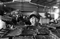 云南勐海砖茶增产供市场