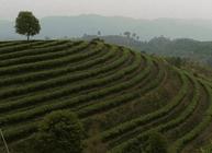 景东：普洱茶业打造经济的支柱产业