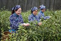 南京雨花茶茶树的栽培