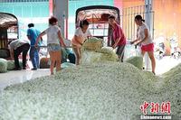 “中国茉莉之乡”广西横县打造世界茉莉花茶中心