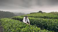 黄茶产地在崇山峻岭中成长茁壮
