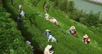 白茶品种福鼎大毫茶栽培