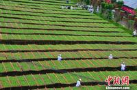 福鼎白茶连续9年位列中国茶叶区域公用品牌价值十强