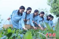 2018年湖南安化黑茶开园将建设“世界黑茶中心”