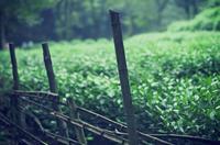 绿茶工艺以杀青和干燥方式不同对绿茶进行分类