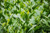 信阳毛尖取得绿茶综合品质第一名，被誉为“绿茶之王”