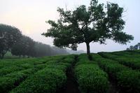 常见绿茶品种及原产地介绍