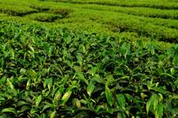 高桥银峰绿茶“香高、味醇、汤清、叶绿”是其独特的品质特征