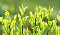 绿茶文化历史起源发展溯源
