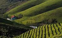 莫干黄芽的茶文化历史和品质特点