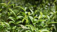 2017年普洱茶头春茶，同期整体减产60%，茶荒来了