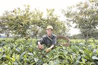 卫星：全力打造普洱茶产业优势品牌,做强做大普洱市茶产业