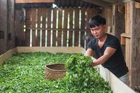 茶人微语录|“中国茶普洱味”2016普洱茶文化月活动即将启动