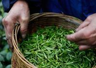小叶种普洱茶能越陈越香吗？