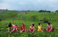 普洱茶行业茶农的发展方向思考