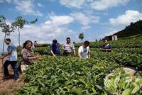 云南普洱茶树良种场开展有机茶园生产调研