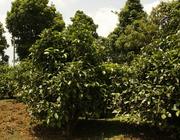 普洱茶茶树品种介绍