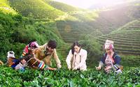 普洱茶产业概况：历史与现状
