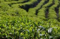 无数茶人们付出造就的茶叶品牌：滇红丨红碎茶