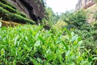 武夷岩茶的生长环境