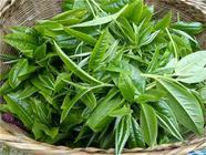 绿茶表：细说中国50种绿茶