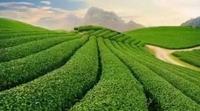 从今往后5年，全世界茶叶市场将稳步增长