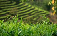 为什么要合理采摘茶树鲜叶？